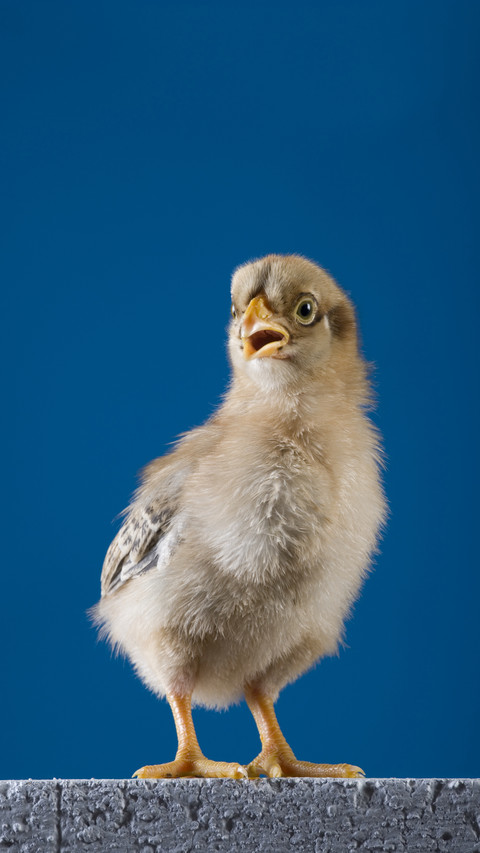 What the chicken egg screenshot