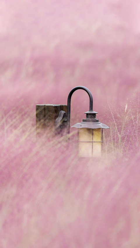 Stylish Lamp in Romantic Flower Field screenshot