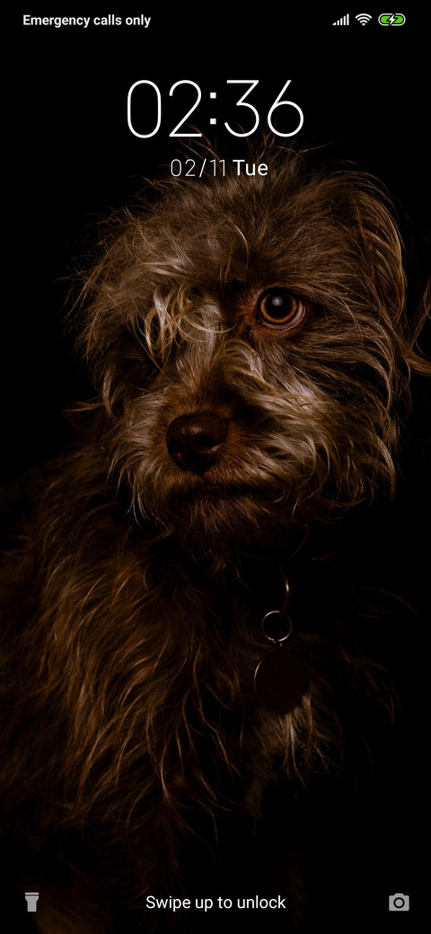 Dog_3MDS screenshot