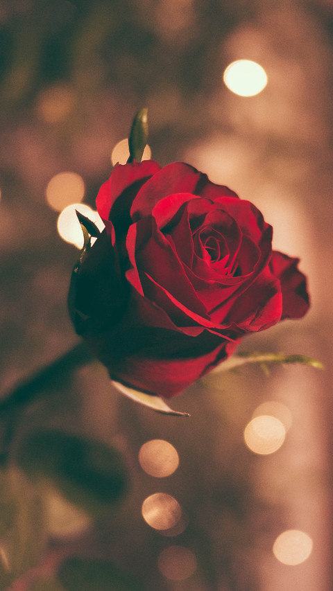 ROSE screenshot