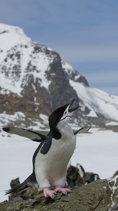 Cute penguin-01 screenshot