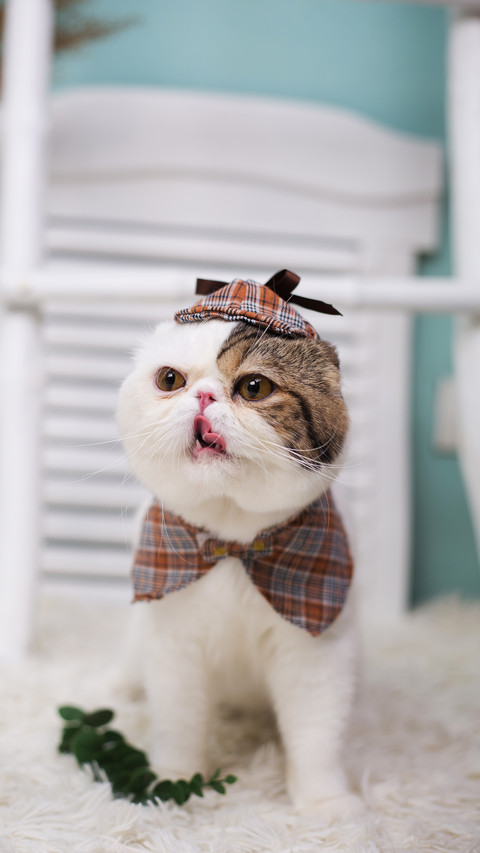 The cuteness of flatfaced cats is a kind of illness screenshot