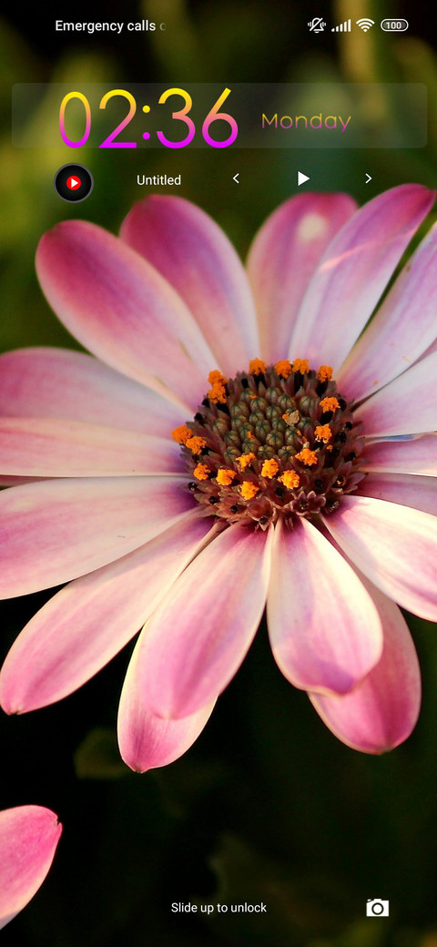 daisy soft screenshot