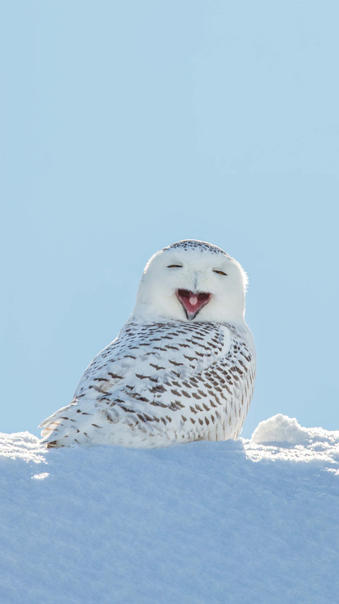 Arctic queen snow owl screenshot