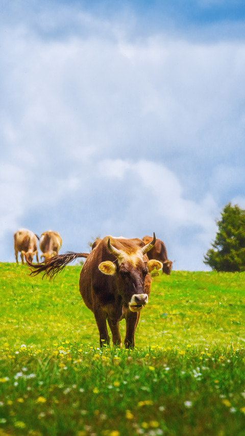 Aerial ranch and cattle herd screenshot