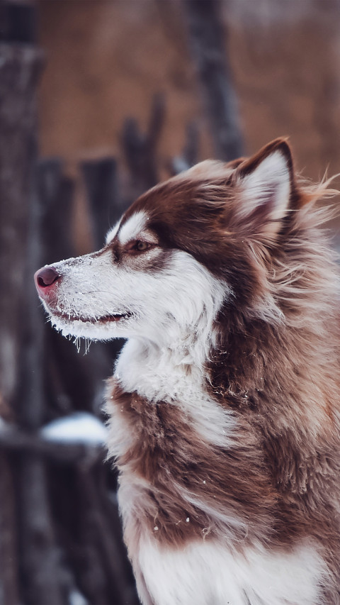 Alaskan malamutes facing the wind screenshot