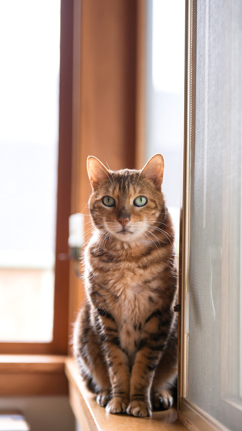 Bengal Mix Cat Relaxing on by Large Window screenshot