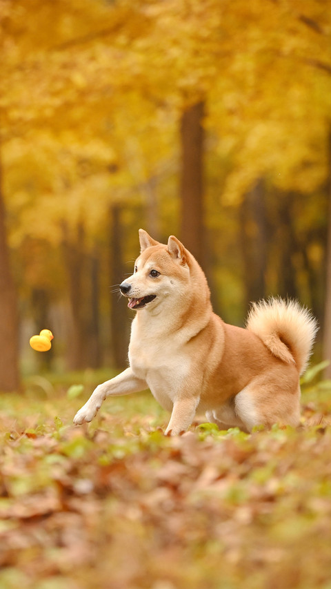 A shiba inu among the fallen leaves in autumn screenshot