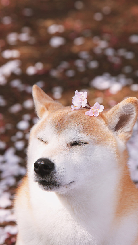 享受惬意时光的小柴犬 screenshot