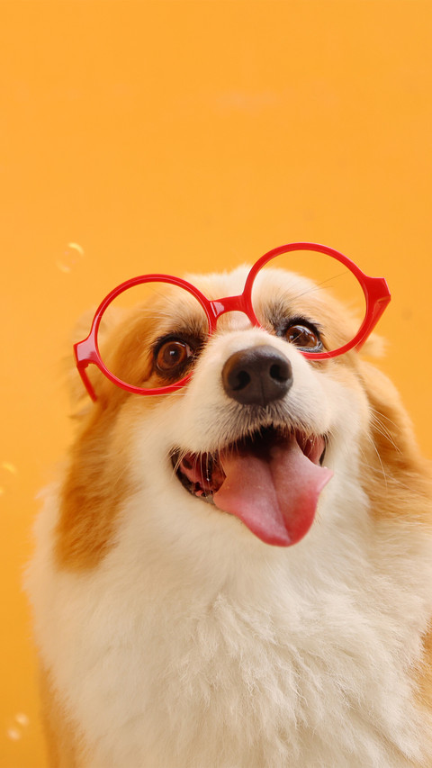 Bubble and corgi screenshot