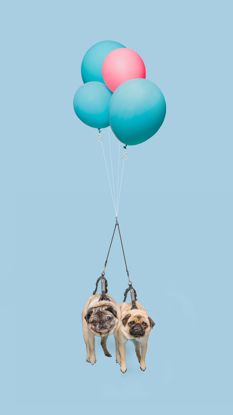 Dog doesnt like traction rope Why 50 screenshot