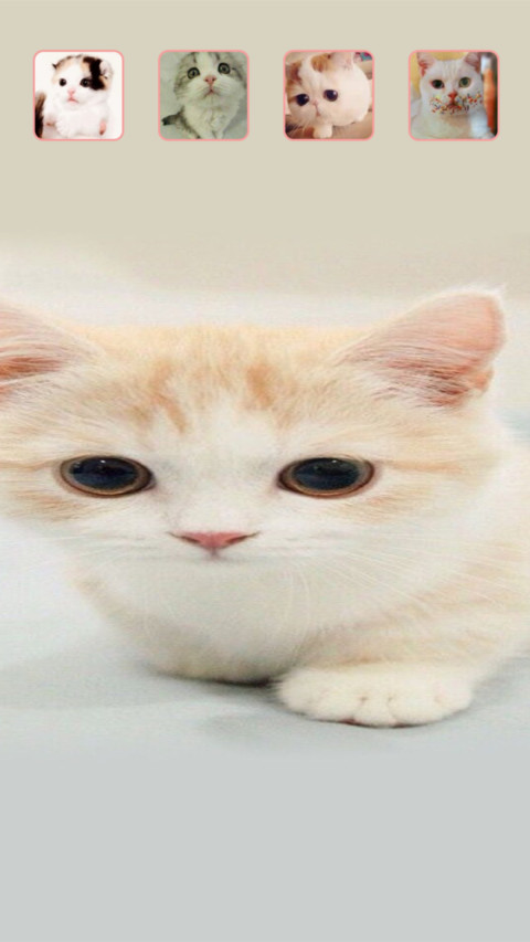 猫猫 screenshot