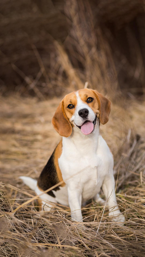 Dog141 screenshot