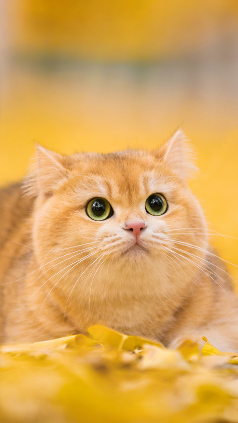 The philosophy of cats in autumn light screenshot