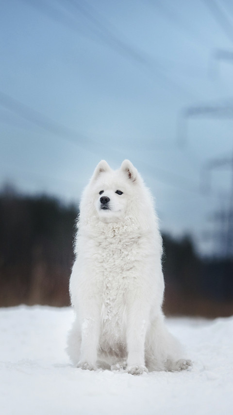 Cute Samoyed in Snow screenshot