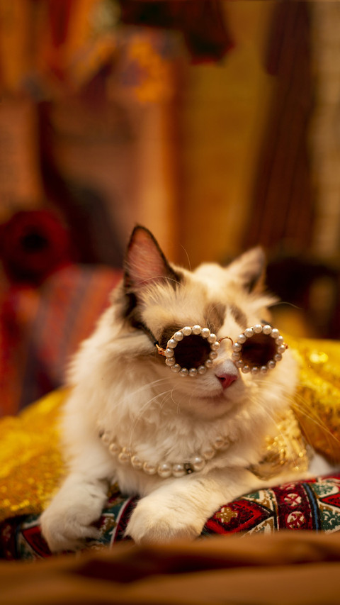 The unique cat culture of chinese people 2 screenshot