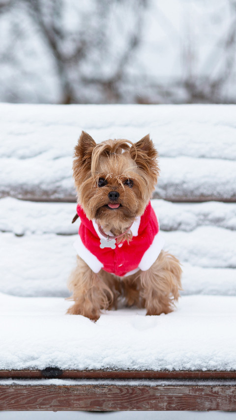 Yorkshire in the snow screenshot
