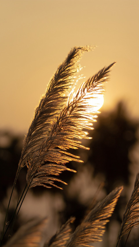 Reeds swaying in harmony, a symphony of nature screenshot