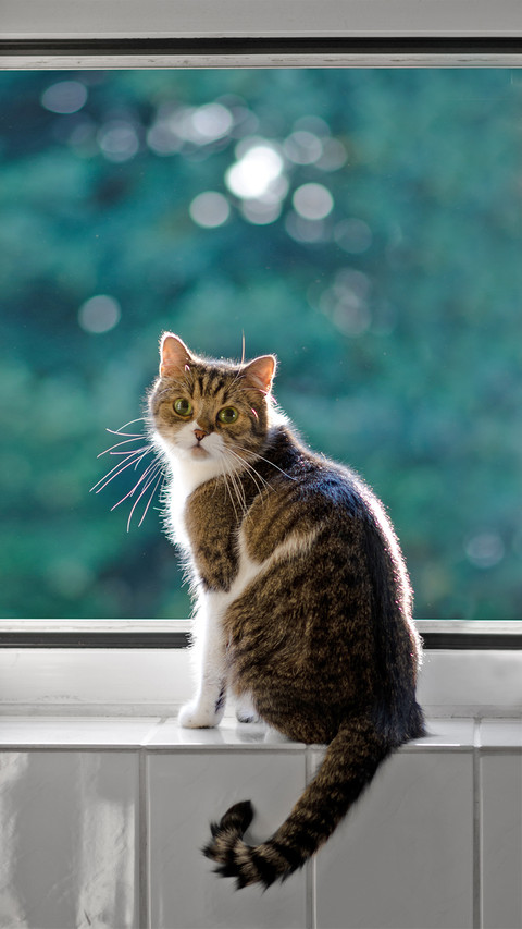 A Cat Standing on Window and Looking at Camera screenshot