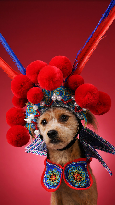 Chinas ancient breed screenshot