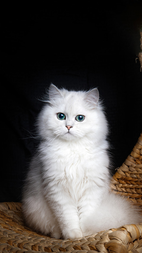 Do you like Persian cats 84 screenshot
