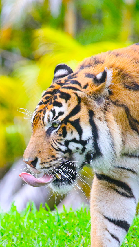 tiger (8) screenshot