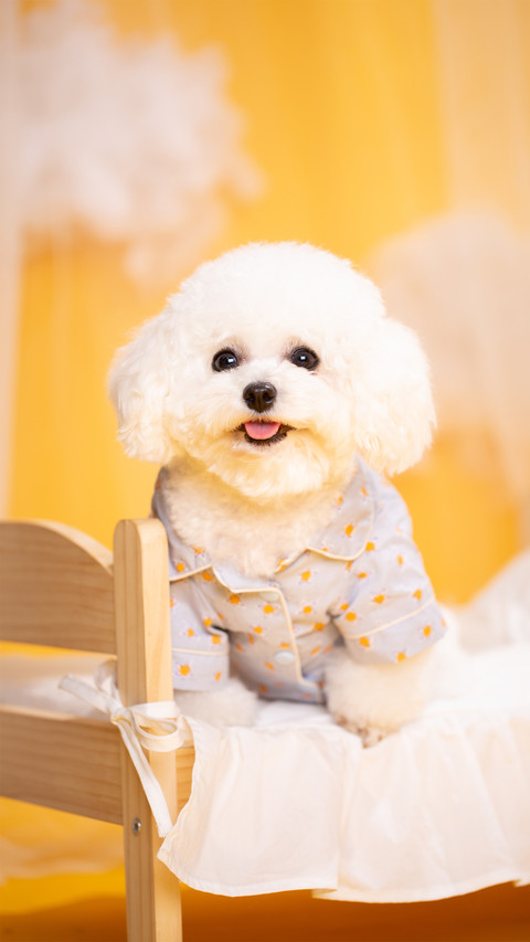 A bichon frise in home clothes screenshot