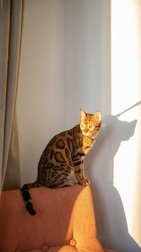 Bengal cat sits in a bedroom room in the sun screenshot