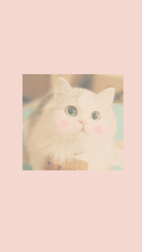 小粉猫 screenshot