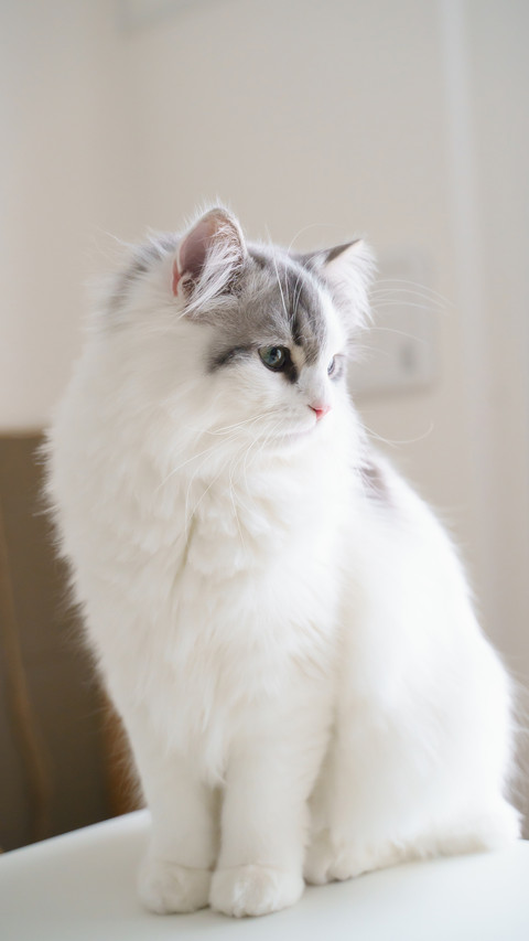 Lagermarfen cat screenshot