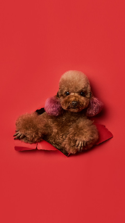 Teddy dog 3 screenshot