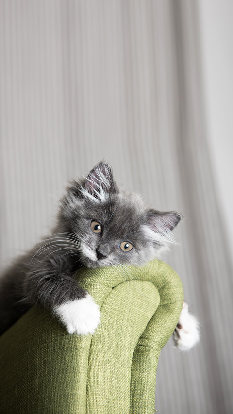 A white Kitten Sitting on Green Chair screenshot