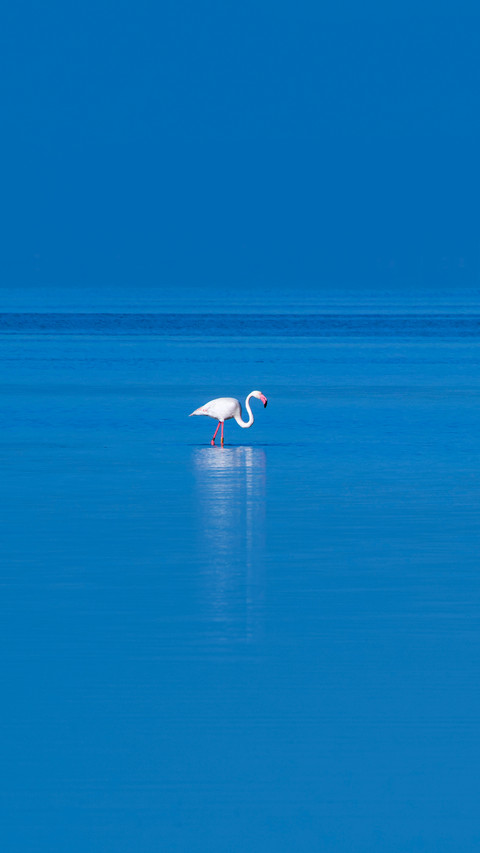 Flamingo in the Ebro River Delta screenshot