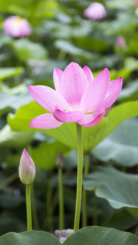 Ten Other Names of Lotus 5 screenshot