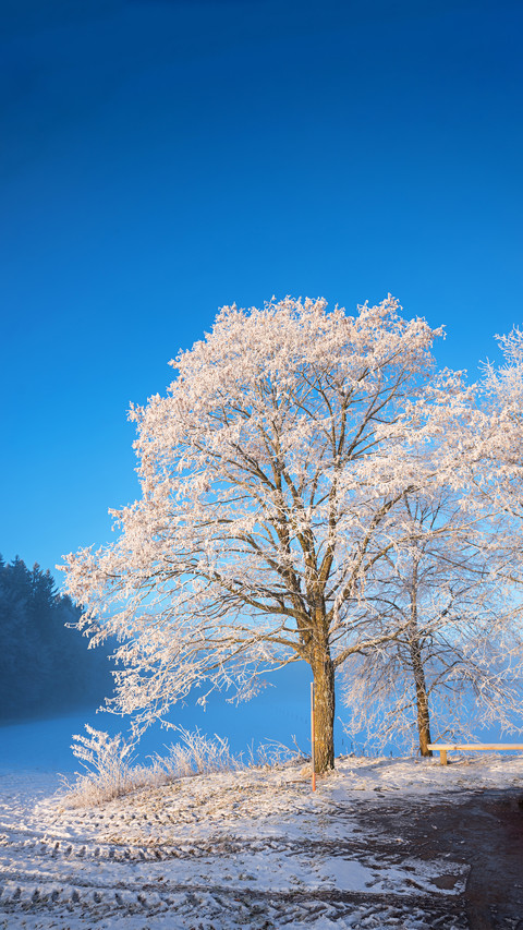 Winter snow screenshot