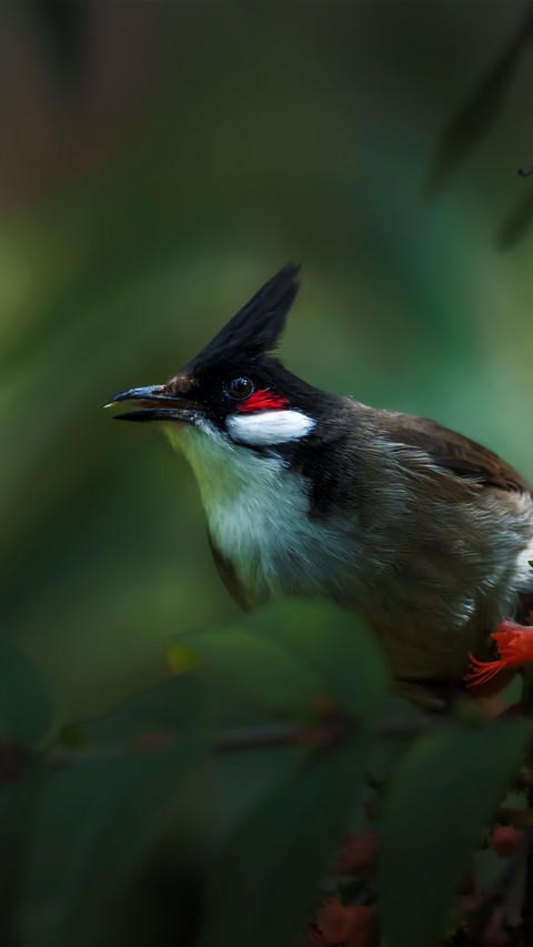 A bird with a blush on its cheek screenshot