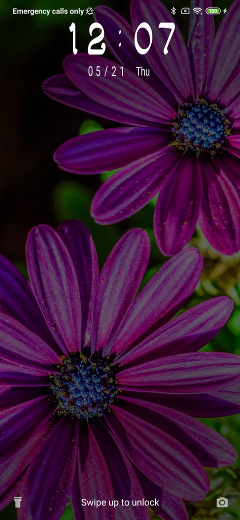 African Daisy_3MDS screenshot