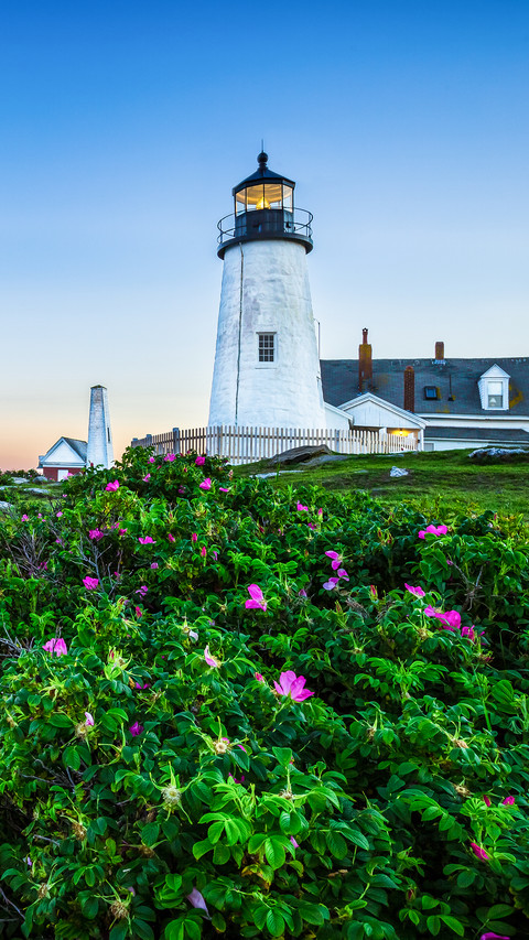 Pemaquid lighthouse with pink roses screenshot
