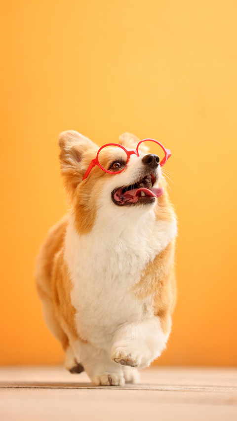 A corgi wearing glasses screenshot
