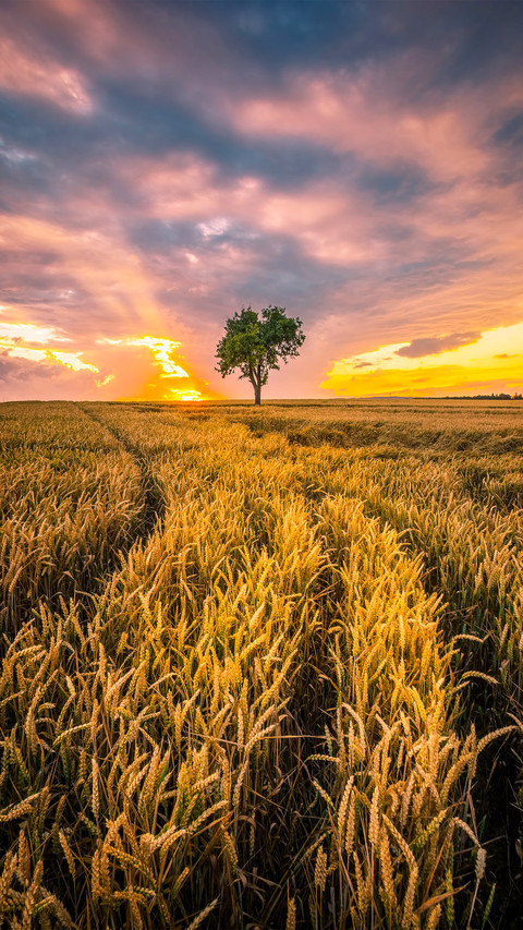 Cornfields and trees screenshot