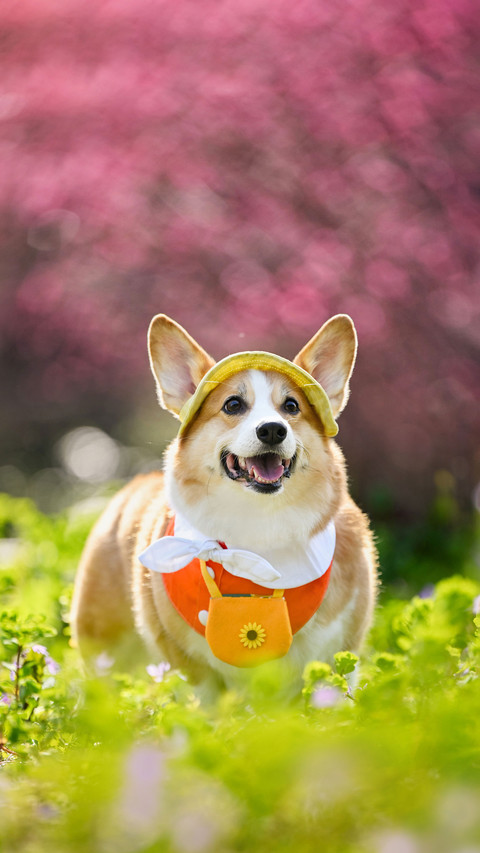 Key points for raising dogs in spring screenshot