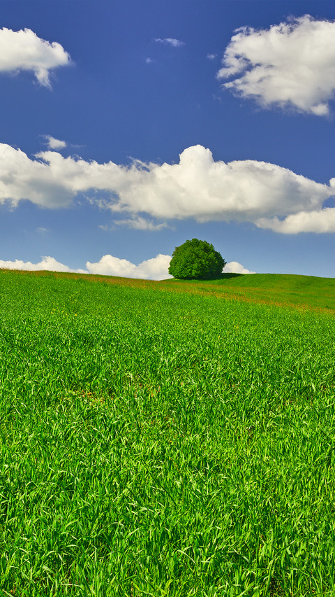 青草绿树-拍信图库 screenshot