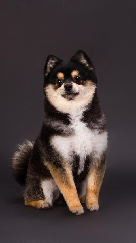 Dog9 screenshot