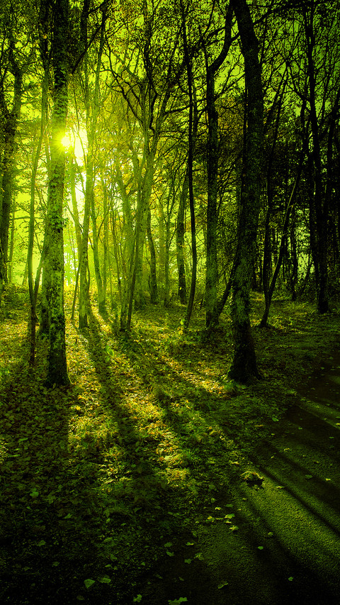 Forest Country screenshot