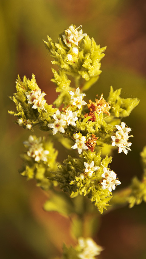 Flowers in the field screenshot