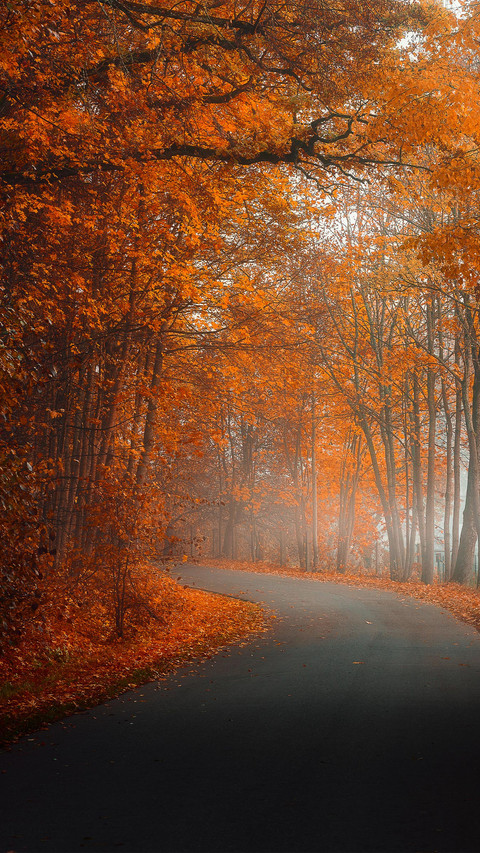 Beautiful View of Nature Fogge Autumn Landsckape screenshot