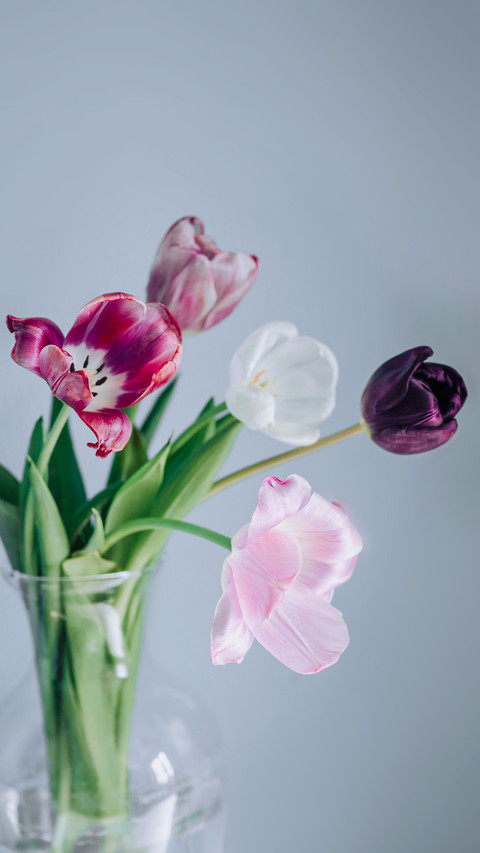 Delicate spring tulips in a vase in the sunlight screenshot