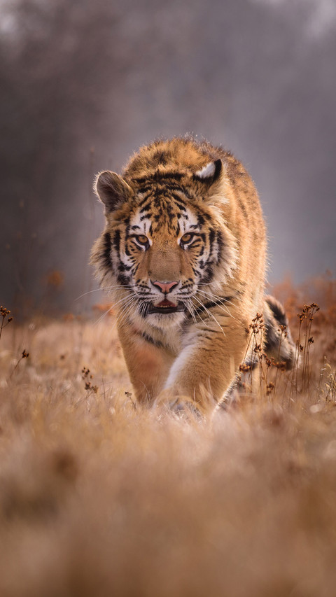 wild animal-02 screenshot