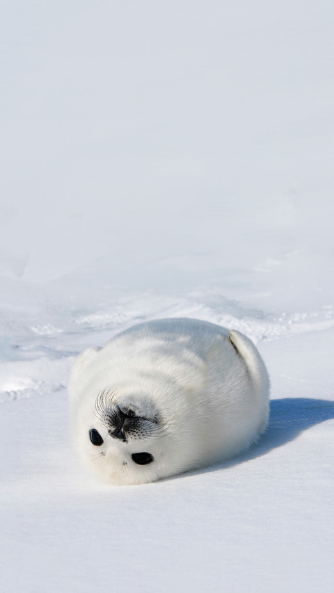 Baby Harp Seal Magdalen Islands screenshot
