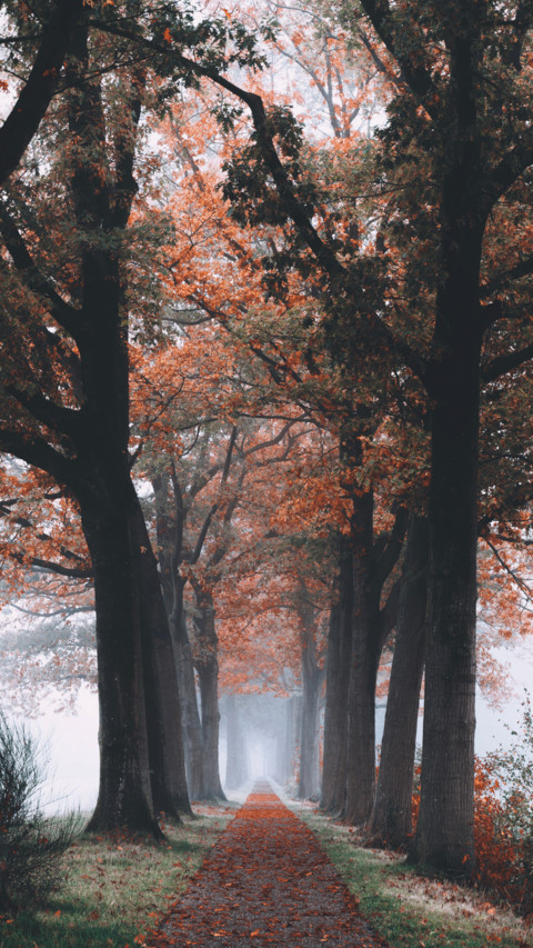 HD Wallpapers (18) screenshot